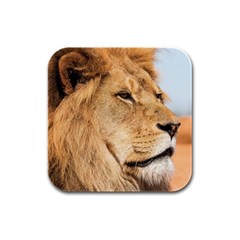 Big Male Lion Looking Right Rubber Square Coaster (4 Pack)  by Ucco