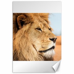 Big Male Lion Looking Right Canvas 12  X 18   by Ucco