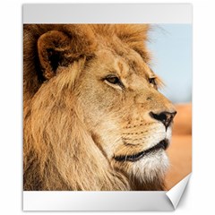 Big Male Lion Looking Right Canvas 16  X 20   by Ucco