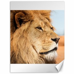 Big Male Lion Looking Right Canvas 36  X 48   by Ucco