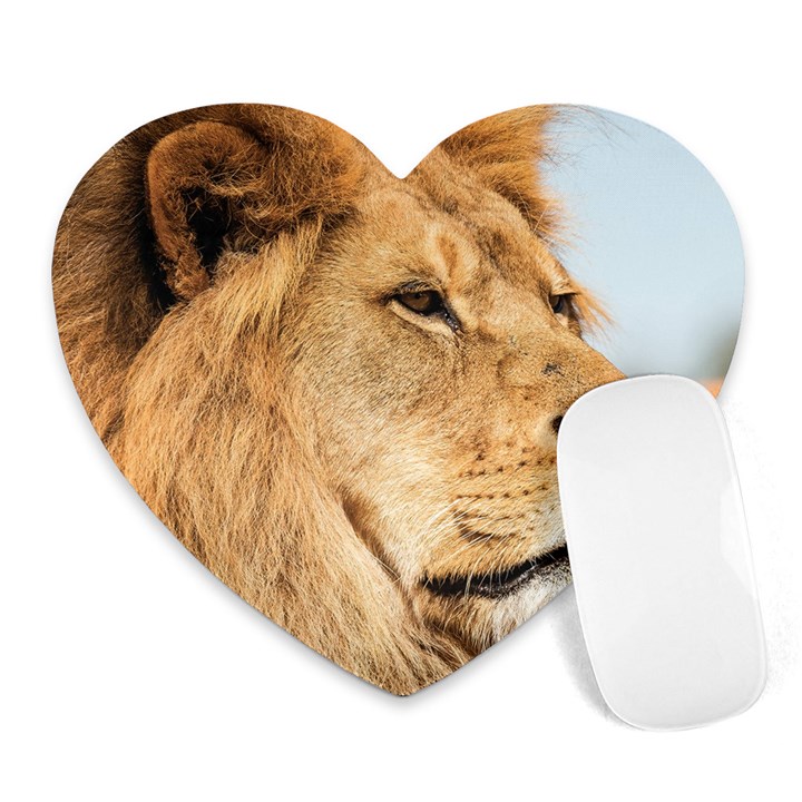 Big male lion looking right Heart Mousepads