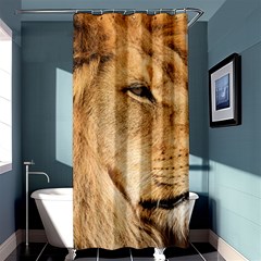 Big Male Lion Looking Right Shower Curtain 36  X 72  (stall)  by Ucco