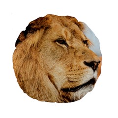 Big Male Lion Looking Right Standard 15  Premium Round Cushions by Ucco