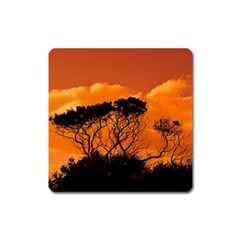 Trees Branches Sunset Sky Clouds Square Magnet by Celenk