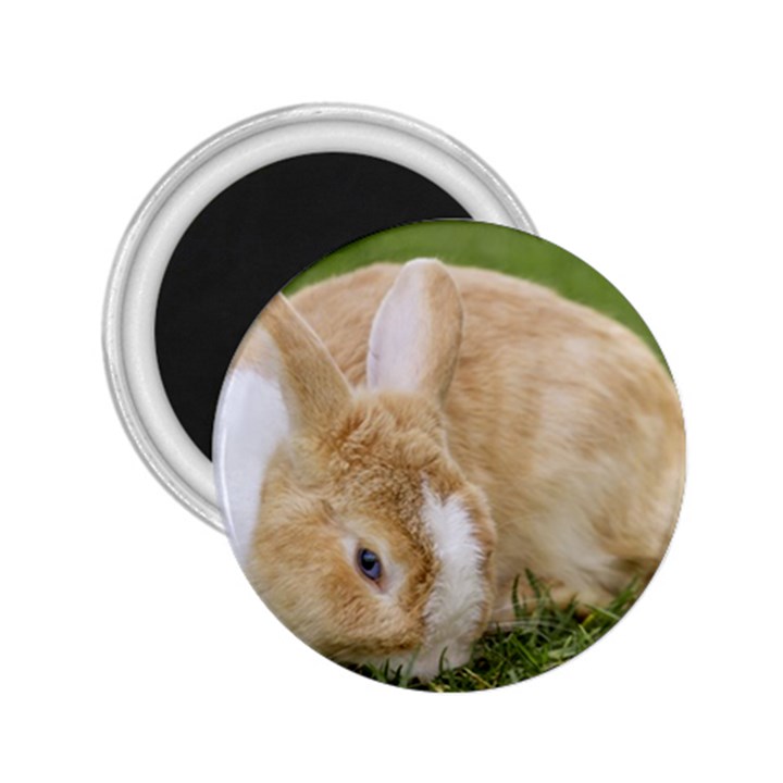 Beautiful Blue Eyed Bunny On Green Grass 2.25  Magnets