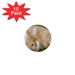 Beautiful Blue Eyed Bunny On Green Grass 1  Mini Buttons (10 Pack)  by Ucco