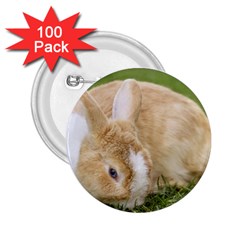 Beautiful Blue Eyed Bunny On Green Grass 2 25  Buttons (100 Pack)  by Ucco