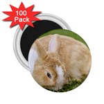 Beautiful Blue Eyed Bunny On Green Grass 2.25  Magnets (100 pack)  Front