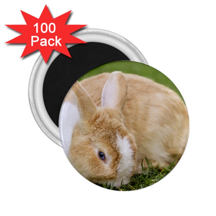 Beautiful Blue Eyed Bunny On Green Grass 2.25  Magnets (100 pack) 