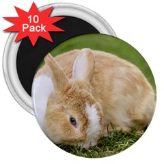 Beautiful Blue Eyed Bunny On Green Grass 3  Magnets (10 Pack) 