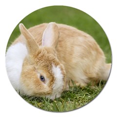 Beautiful Blue Eyed Bunny On Green Grass Magnet 5  (round) by Ucco