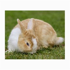 Beautiful Blue Eyed Bunny On Green Grass Small Glasses Cloth by Ucco