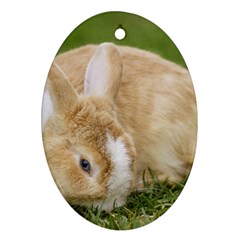 Beautiful Blue Eyed Bunny On Green Grass Oval Ornament (two Sides)