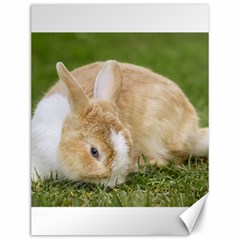 Beautiful Blue Eyed Bunny On Green Grass Canvas 12  X 16   by Ucco