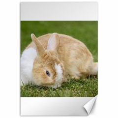 Beautiful Blue Eyed Bunny On Green Grass Canvas 12  X 18  