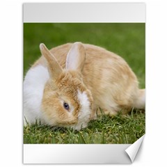 Beautiful Blue Eyed Bunny On Green Grass Canvas 36  X 48   by Ucco