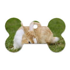 Beautiful Blue Eyed Bunny On Green Grass Dog Tag Bone (two Sides) by Ucco