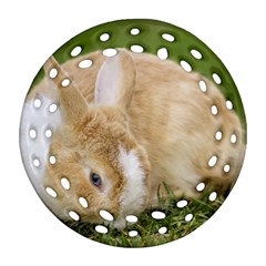 Beautiful Blue Eyed Bunny On Green Grass Ornament (round Filigree)