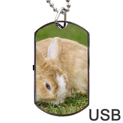 Beautiful Blue Eyed Bunny On Green Grass Dog Tag Usb Flash (one Side) by Ucco