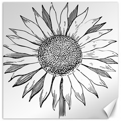 Sunflower Flower Line Art Summer Canvas 12  X 12   by Celenk