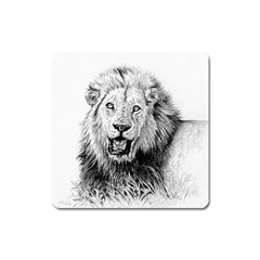 Lion Wildlife Art And Illustration Pencil Square Magnet by Celenk