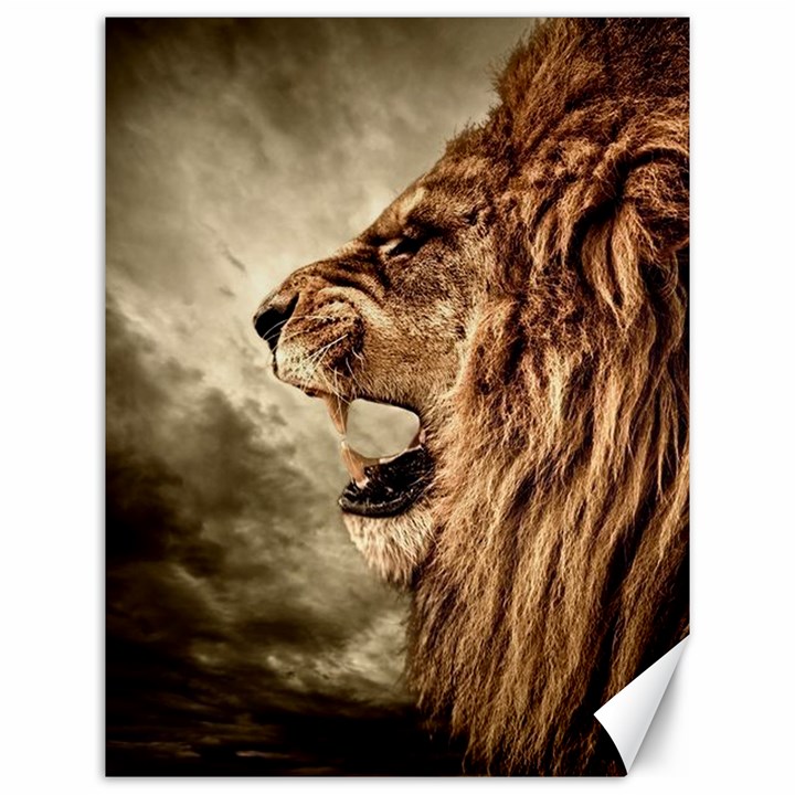 Roaring Lion Canvas 12  x 16  