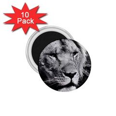 Africa Lion Male Closeup Macro 1 75  Magnets (10 Pack)  by BangZart