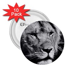 Africa Lion Male Closeup Macro 2 25  Buttons (10 Pack)  by BangZart