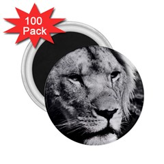 Africa Lion Male Closeup Macro 2 25  Magnets (100 Pack)  by BangZart