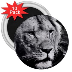 Africa Lion Male Closeup Macro 3  Magnets (10 Pack)  by BangZart