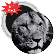 Africa Lion Male Closeup Macro 3  Magnets (100 Pack) by BangZart