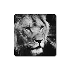 Africa Lion Male Closeup Macro Square Magnet by BangZart