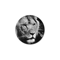 Africa Lion Male Closeup Macro Golf Ball Marker (4 Pack) by BangZart