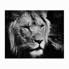 Africa Lion Male Closeup Macro Small Glasses Cloth by BangZart