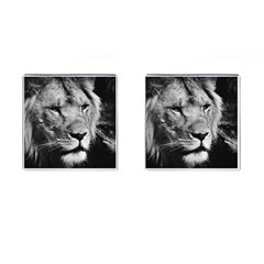 Africa Lion Male Closeup Macro Cufflinks (square) by BangZart