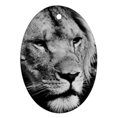 Africa Lion Male Closeup Macro Oval Ornament (two Sides) by BangZart