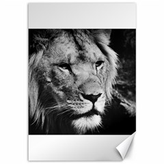 Africa Lion Male Closeup Macro Canvas 12  X 18   by BangZart