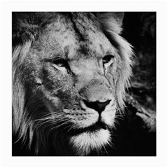 Africa Lion Male Closeup Macro Medium Glasses Cloth by BangZart