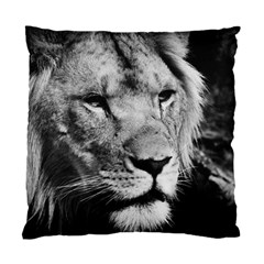 Africa Lion Male Closeup Macro Standard Cushion Case (one Side) by BangZart