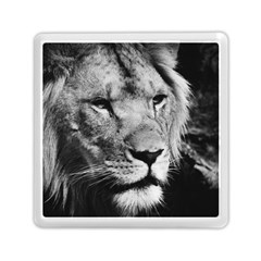 Africa Lion Male Closeup Macro Memory Card Reader (square)  by BangZart