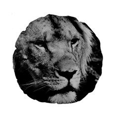 Africa Lion Male Closeup Macro Standard 15  Premium Round Cushions by BangZart