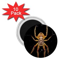 Insect Macro Spider Colombia 1 75  Magnets (10 Pack)  by BangZart