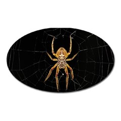 Insect Macro Spider Colombia Oval Magnet by BangZart