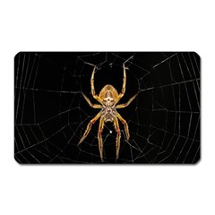 Insect Macro Spider Colombia Magnet (rectangular) by BangZart