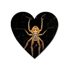 Insect Macro Spider Colombia Heart Magnet by BangZart