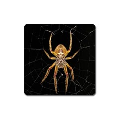 Insect Macro Spider Colombia Square Magnet by BangZart