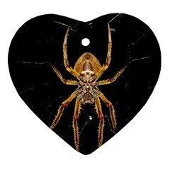 Insect Macro Spider Colombia Heart Ornament (two Sides) by BangZart