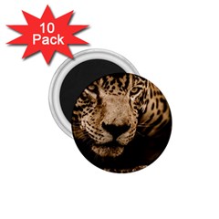 Jaguar Water Stalking Eyes 1 75  Magnets (10 Pack)  by BangZart