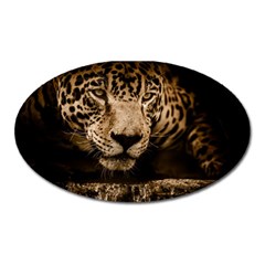 Jaguar Water Stalking Eyes Oval Magnet by BangZart