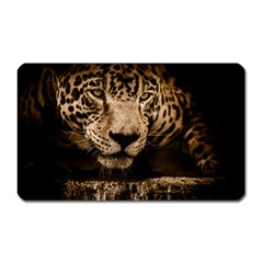 Jaguar Water Stalking Eyes Magnet (rectangular)